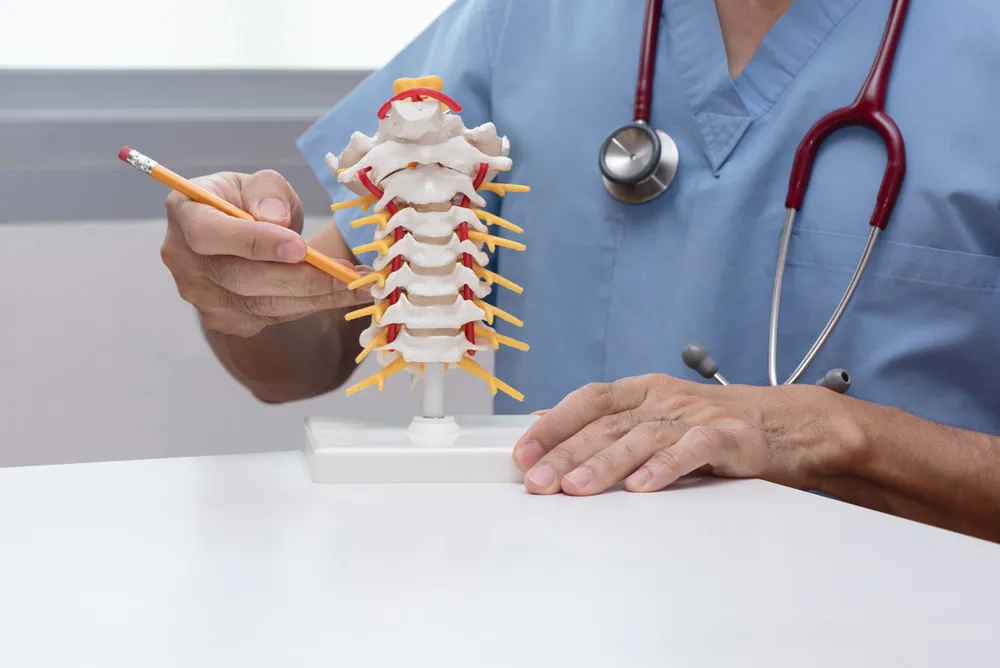 male doctor holding a model of a spine and a pencil
